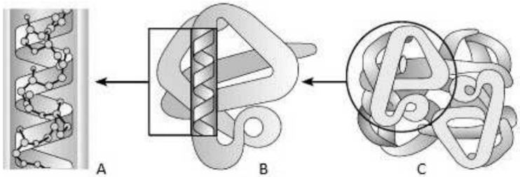 Schematische Darstellung: Helix (A), gefaltete Schleife (B), kugelige Proteinstruktur (C)